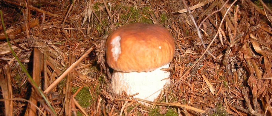 Weissenbach und Umgebung